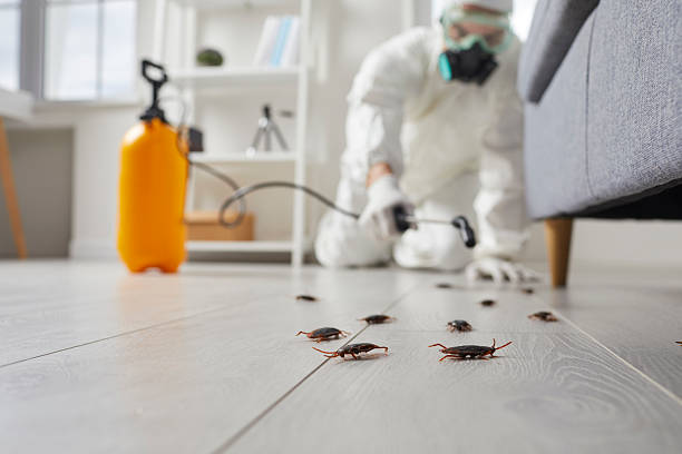 Commercial Rodent Management in Houghton